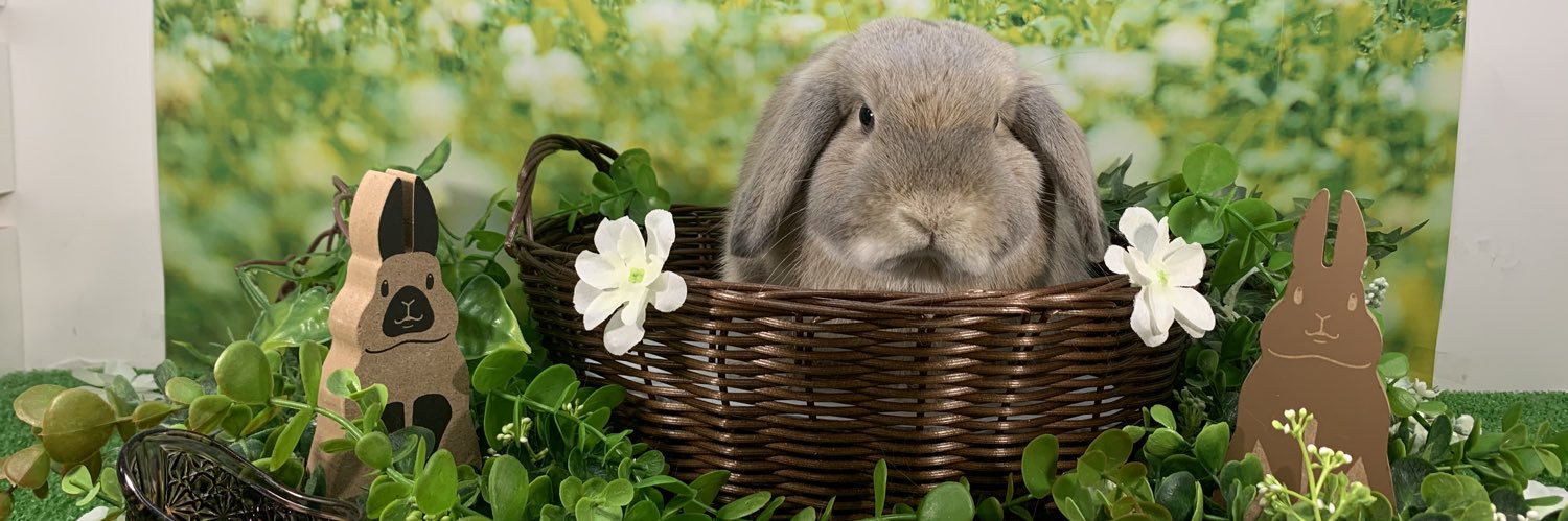 おじゃる丸🐰's banner