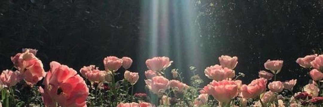 Flower 🥀✨'s banner