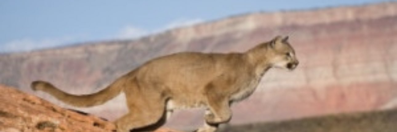 freaky cougar's banner