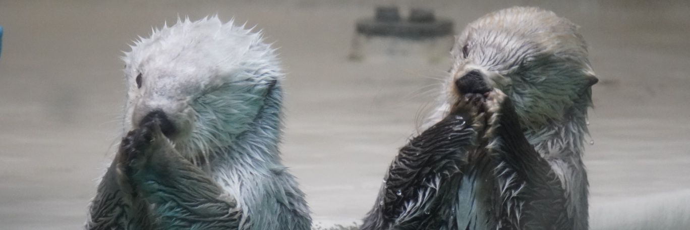 こーじ's banner