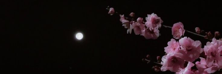 🌙's banner