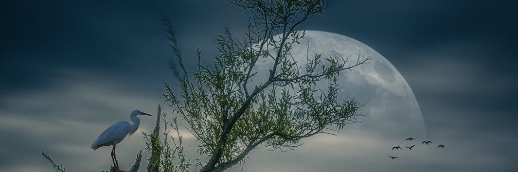 风潇潇兮归途人's banner