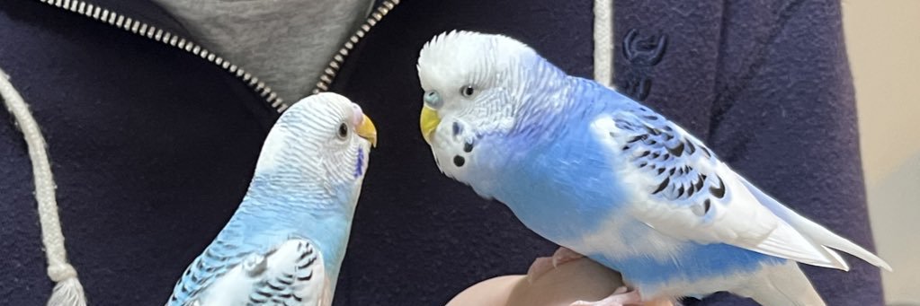 クピリンコ's banner