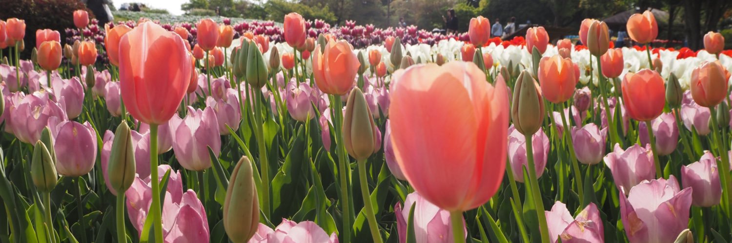 仲根なのか🌷's banner