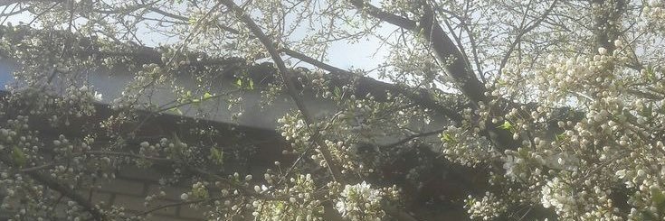 priscila's banner