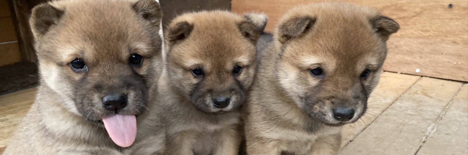 山陰柴犬^ᴥ^もなか's banner