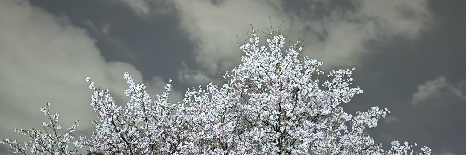 mai 🍋's banner