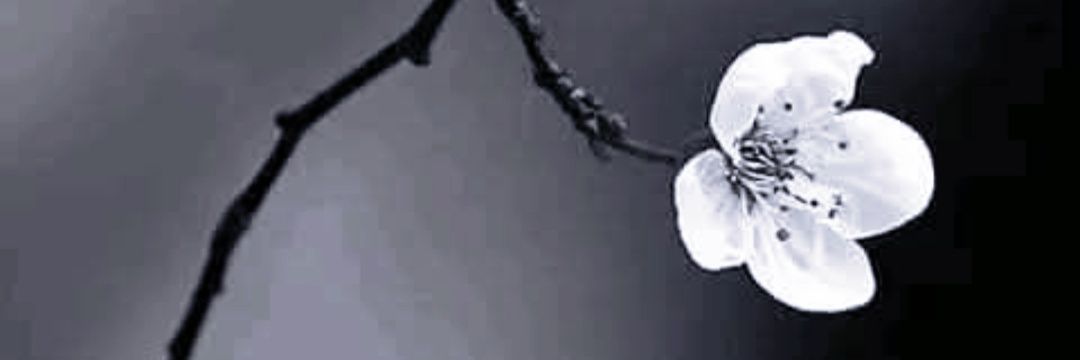 سـامرشـــــاڪر's banner