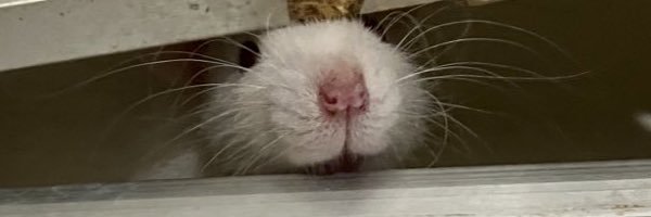 ハナミ's banner