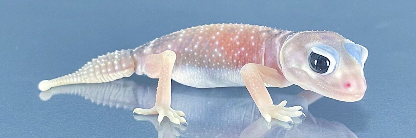 Cloe Reptiles@5/30,31九レプ's banner