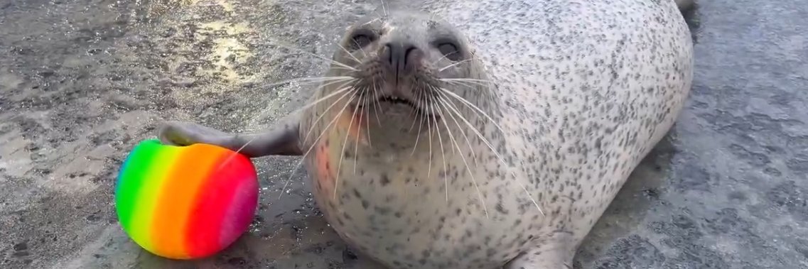 Queer Seal Toast 🌻🦭's banner
