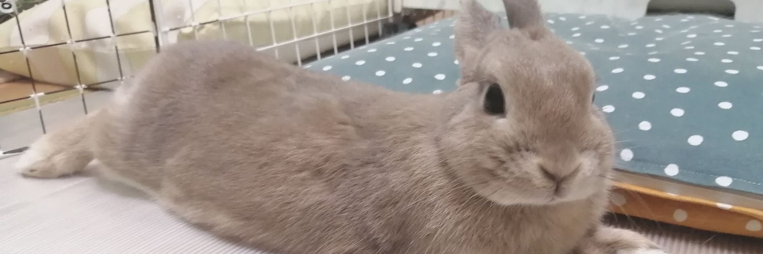 しふぉん🐰's banner
