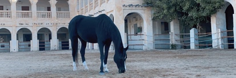 بـو مـحمـد 🐎🇶🇦's banner