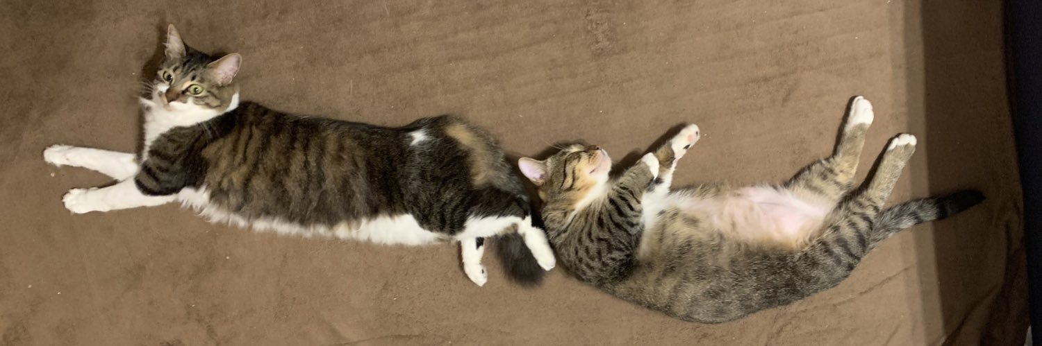 猫caféぽんぽこ's banner