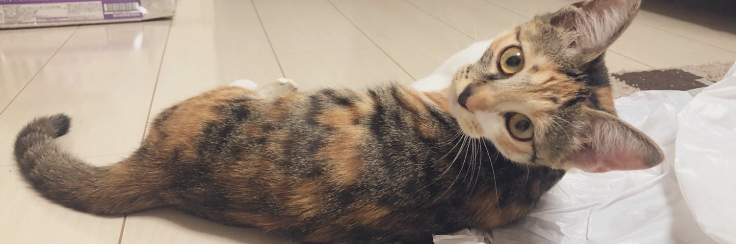 三毛猫こはくの部屋's banner