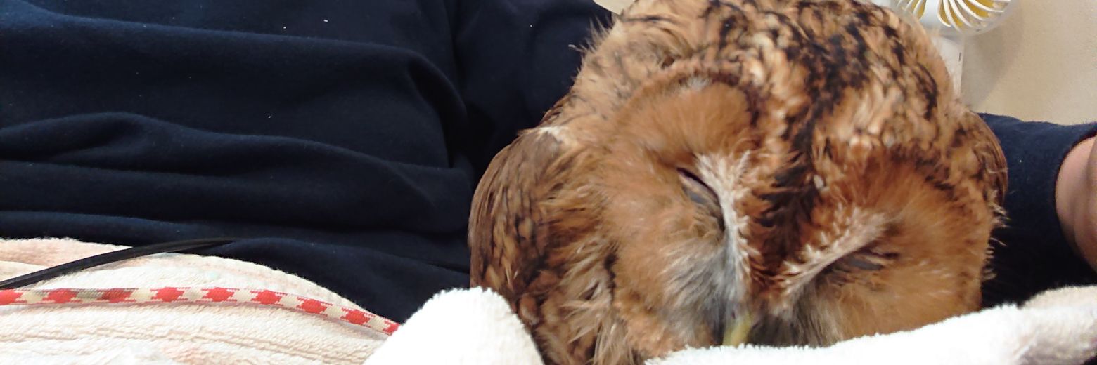 ムック's banner