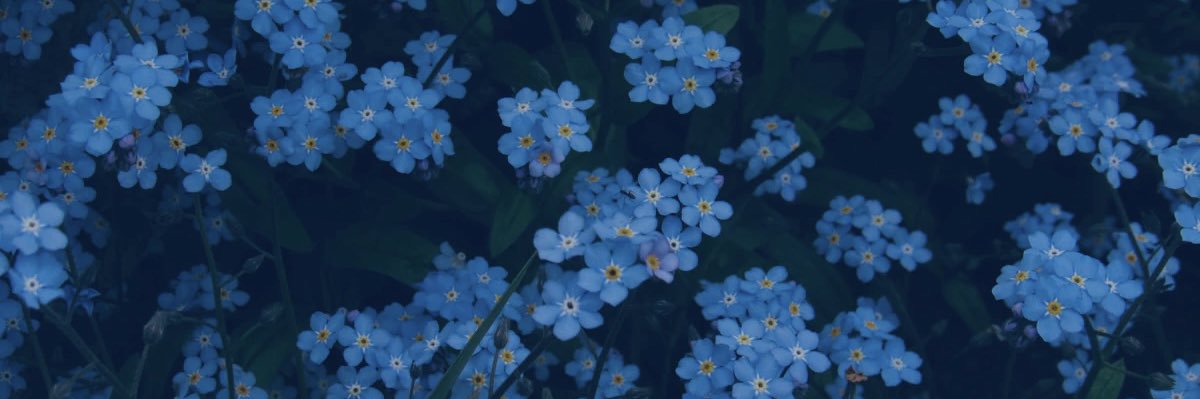nena ༄🪶carlos kisser's banner