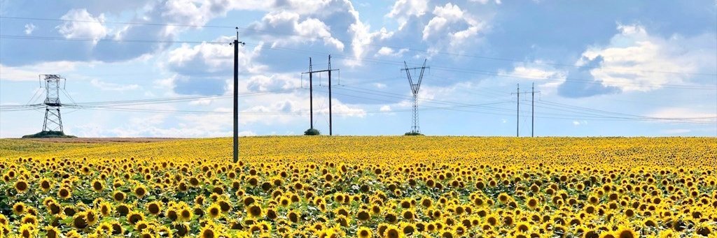 🇺🇦空気読まない反ファシズム反ポピュリズム🇺🇦's banner