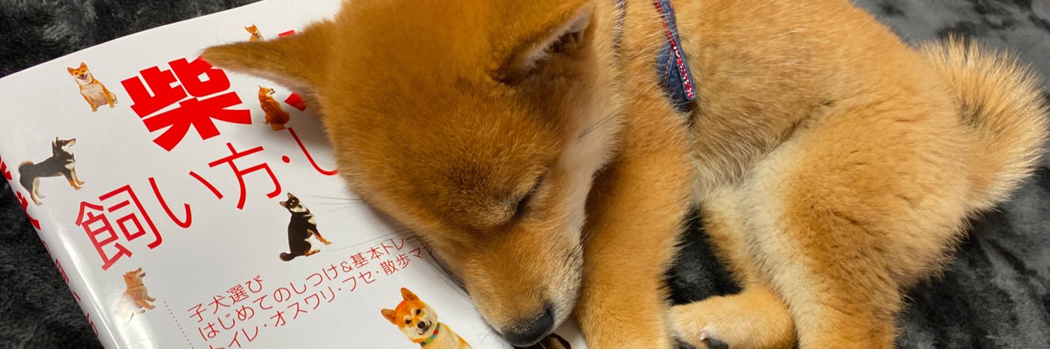 柴犬 ろん's banner