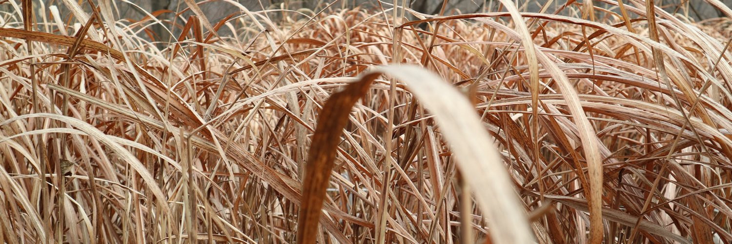 𝙩𝙨𝙪𝙠𝙞's banner