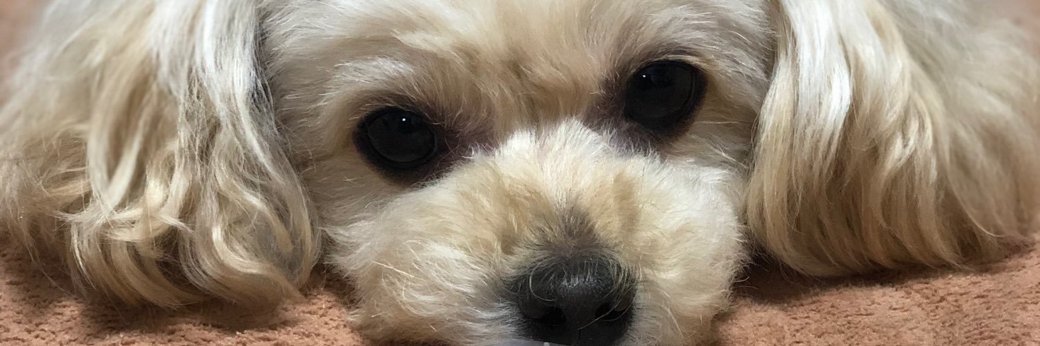 メルちゃん✨️迷子動物拡散応援(休止中)'s banner