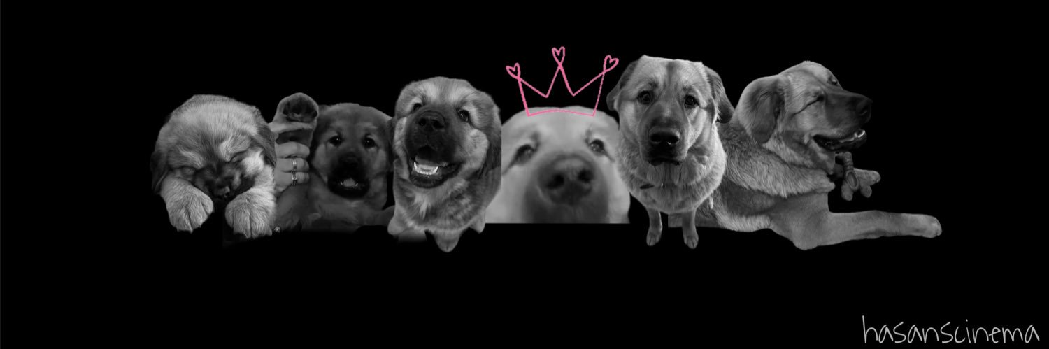 ashley's banner