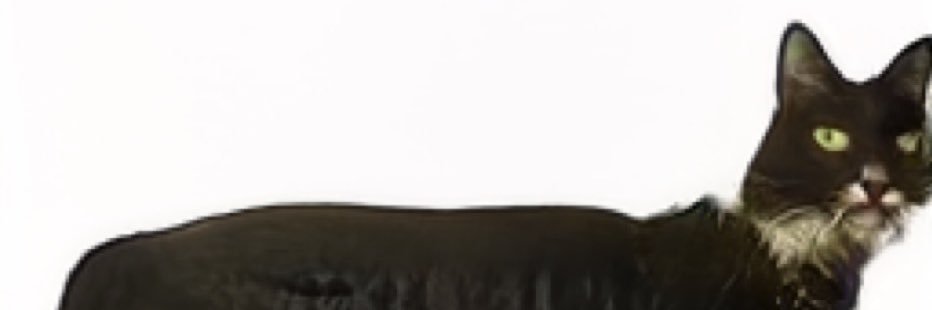 cat named psycho's banner