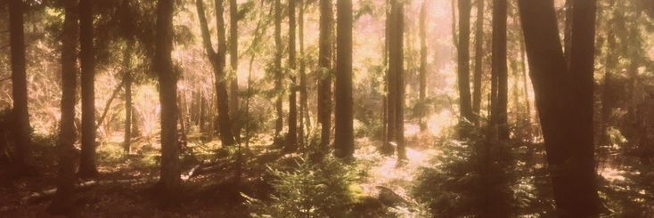 maro 🍂's banner