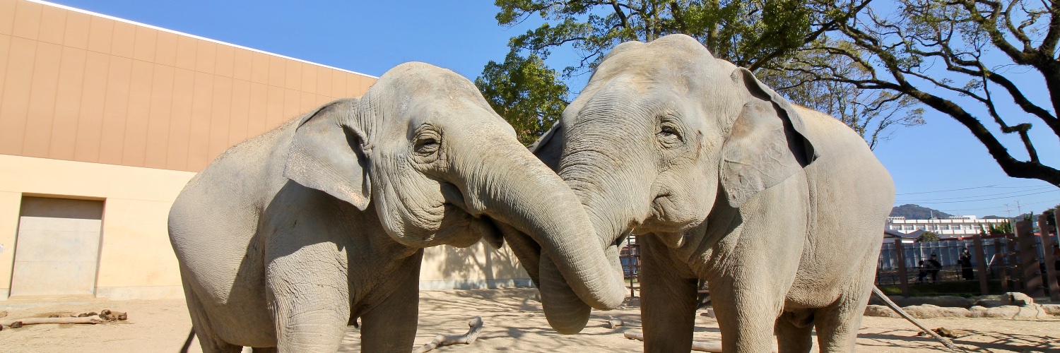 周南市徳山動物園(公式)'s banner