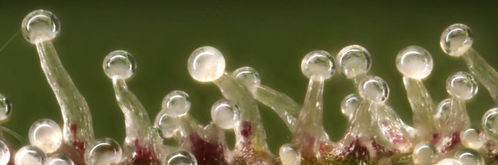 Cannabis Virtual's banner