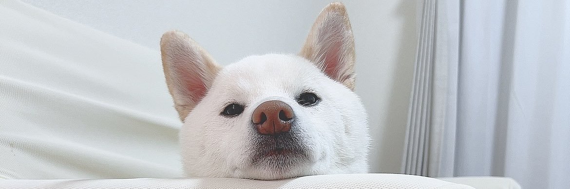 白柴もち吉's banner