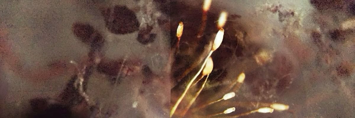 issy ♎︎ #teamcrystal's banner