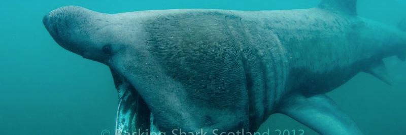 BaskingSharkScotland's banner