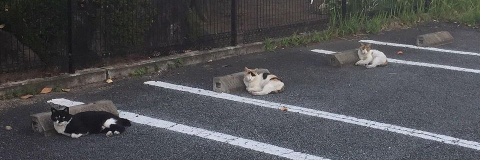 cats with jobs 🛠's banner