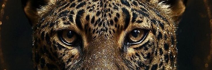 Nicacio🤎's banner