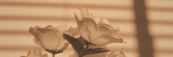 jen 🌺☁️'s banner