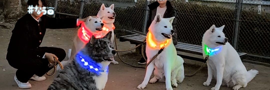 秋田犬こゆきと愉快な仲間達's banner
