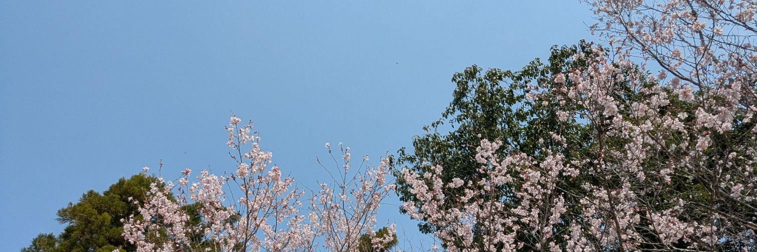 rii's banner