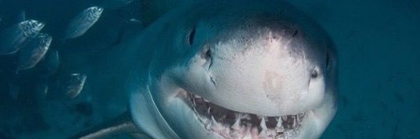 The Shark Guy's banner