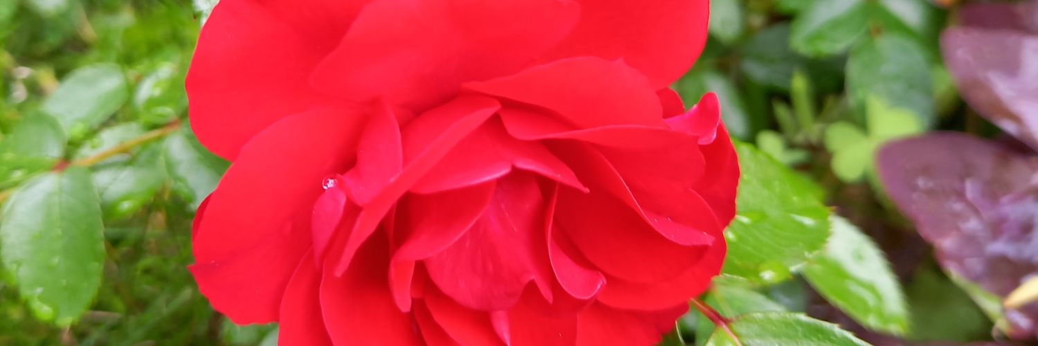 村田義高's banner