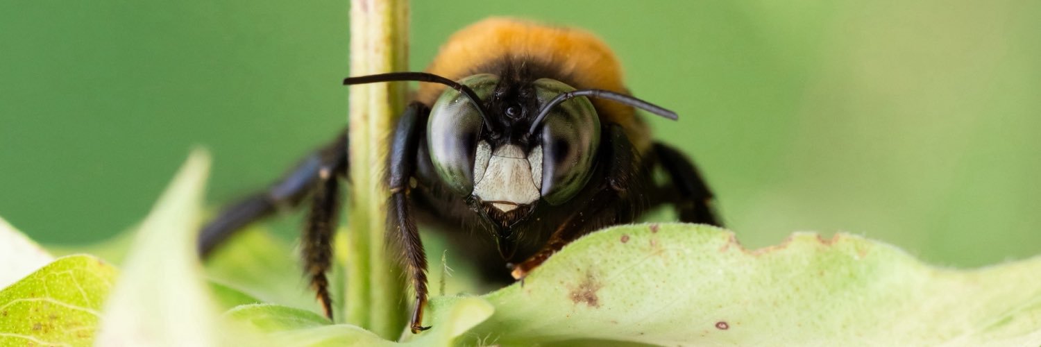 🐝 Diana 🐝's banner