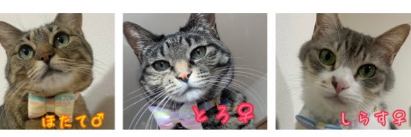 しましま　shimashimacat.meow's banner