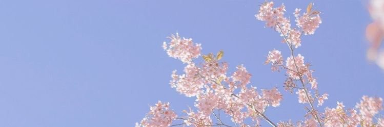 うさこ🐰🌸's banner