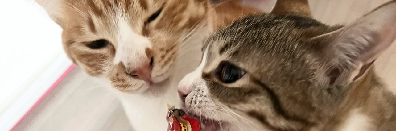 みかみ🐈猫バカすぎるWebライター's banner