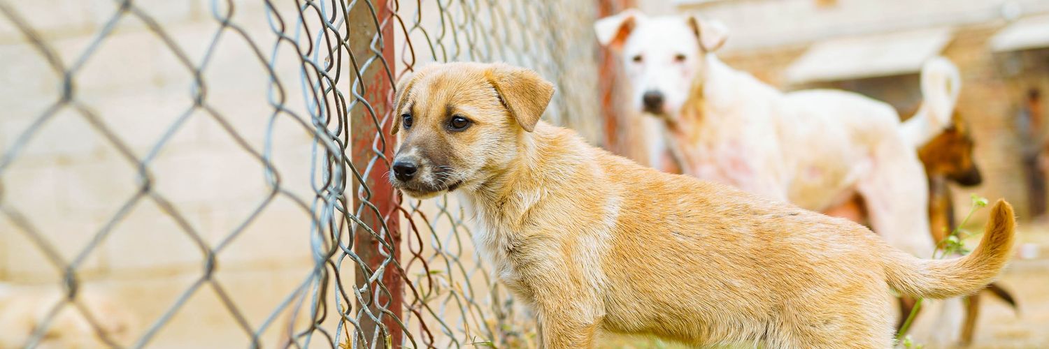 Strays Home - Animal Rescue Foundation®️'s banner