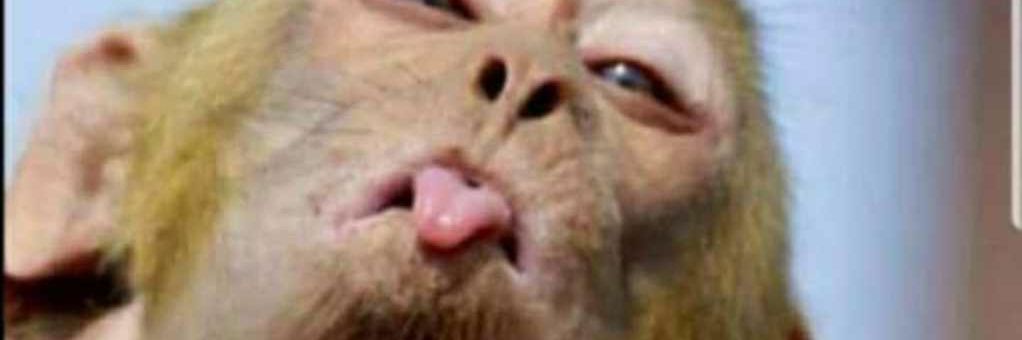 Sweetface's banner