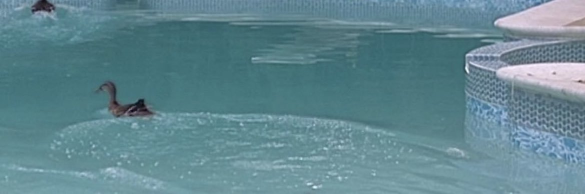 Sopranos Vibes's banner