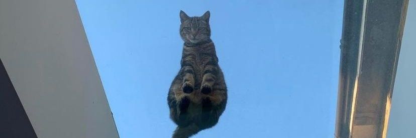 Cats for Happiness.'s banner