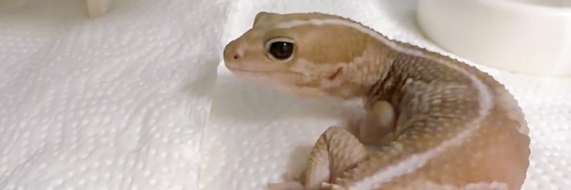 🦎マイロ🐸's banner