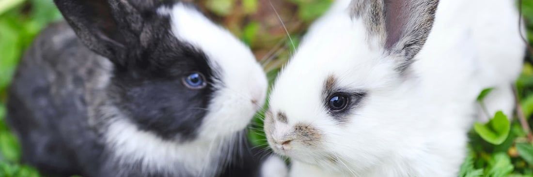 Conejitos para alegrar tu día's banner